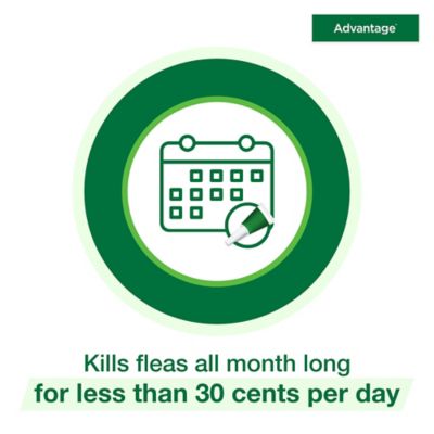 Image showing 6 th Advantage Topical Flea Prevention for Large Cats 9 lb. and Up, 2-Month Supply, 2 ct.
