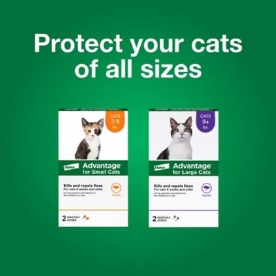 Image showing 7 th Advantage Topical Flea Prevention for Large Cats 9 lb. and Up, 2-Month Supply, 2 ct.