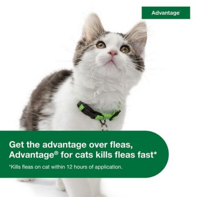Image showing 8 th Advantage Topical Flea Prevention for Large Cats 9 lb. and Up, 2-Month Supply, 2 ct.
