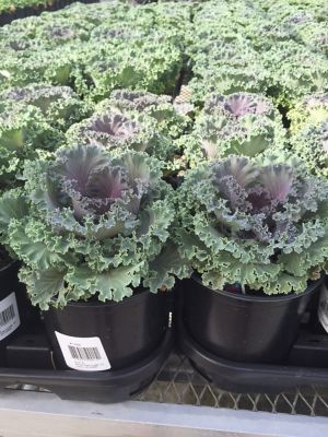4.5 in. Pot 1001 Kale