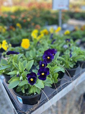 4.5 in. Pot 1001 Pansy