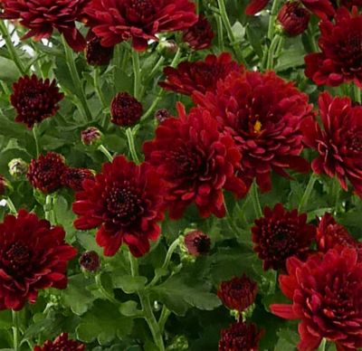 3 qt. Potted Mum Red Shades