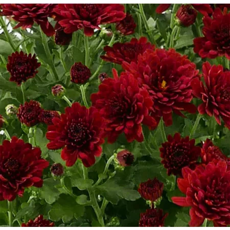 3 pints Mom red shades Perennials