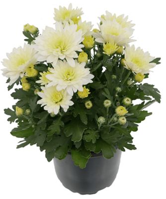 3 qt. Potted Mum White Shades