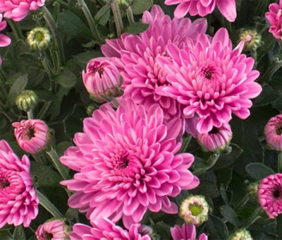 3 qt. Potted Mum Pink Shades
