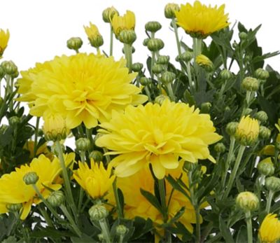 3 qt. Potted Mum Yellow Shades