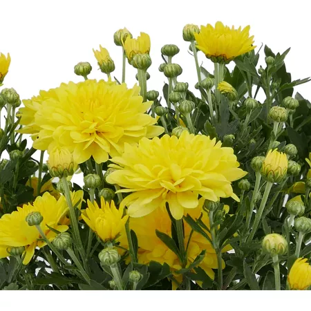 3 pints Mom yellow shades Perennials