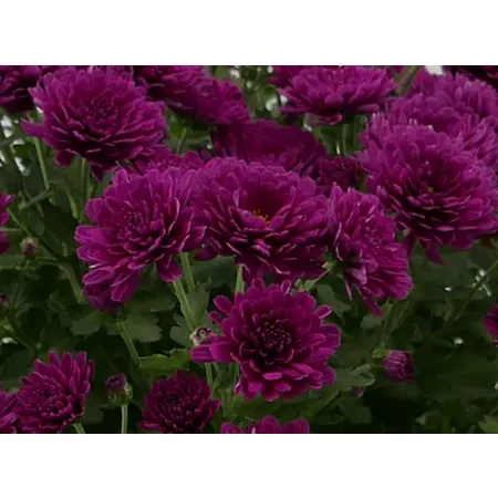 3 pints Mom purple shades Perennials