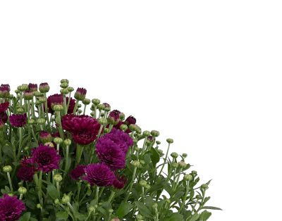 Image showing 3 qt. Potted Mum Purple Shades