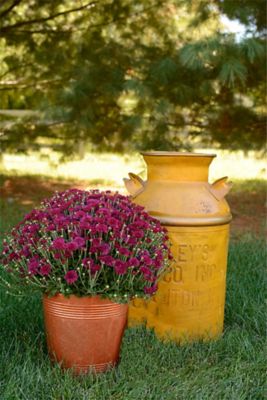 Image showing 3 qt. Potted Mum Purple Shades