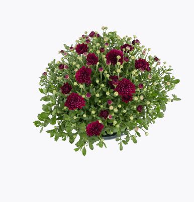 Image showing 3 qt. Potted Mum Purple Shades