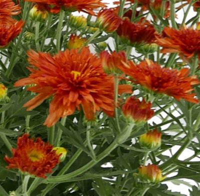 3 qt. Mum Bronze Shades