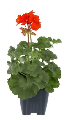1 qt. Zonal Geranium