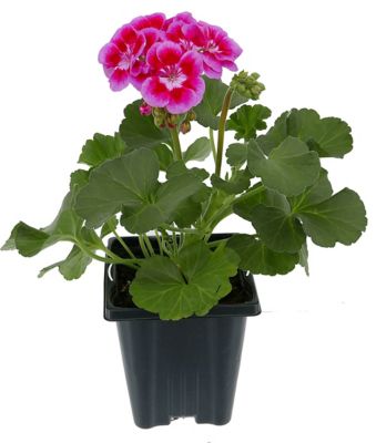 Image showing 1 qt. Zonal Geranium
