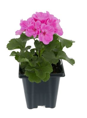 Image showing 1 qt. Zonal Geranium