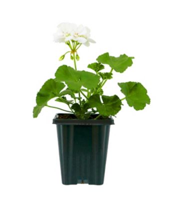 Image showing 1 qt. Zonal Geranium