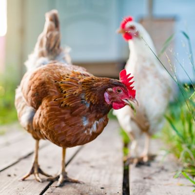 Image showing 6 th ImPECKables Natural Grain Pickings with Sunflower, Flax and Worms Chicken Treats, 7 lb.