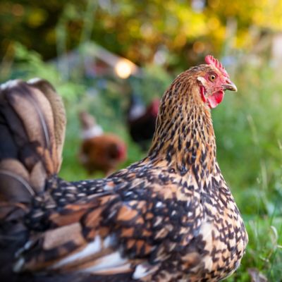 Image showing 6 th ImPECKables Natural Grain Pickings with Veggie and Worms Chicken Treats, 7 lb.