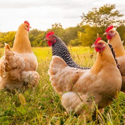 Image showing 6 th ImPECKables Natural Grain Pickings with Fruit and Worms Chicken Treats, 7 lb.