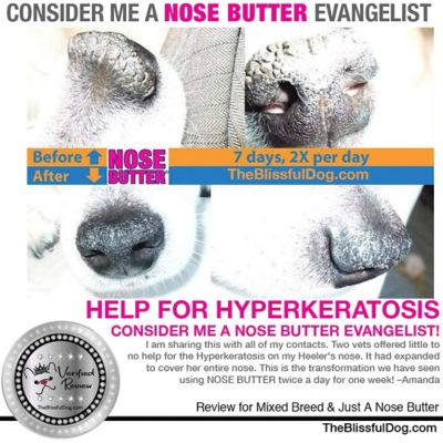 Image showing  Nose Butter for Dogs, 2.5 oz. Tube