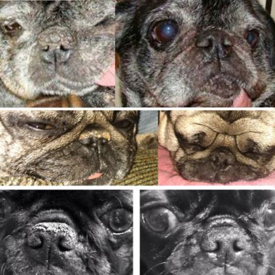 Image showing  Nose Butter for Dogs, 2.5 oz. Tube