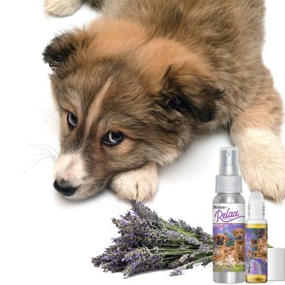 Image showing  Relax Dog Aromatherapy Spray