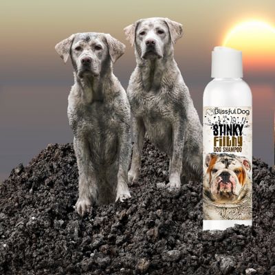 Image showing  Stinky Filthy Dog Shampoo