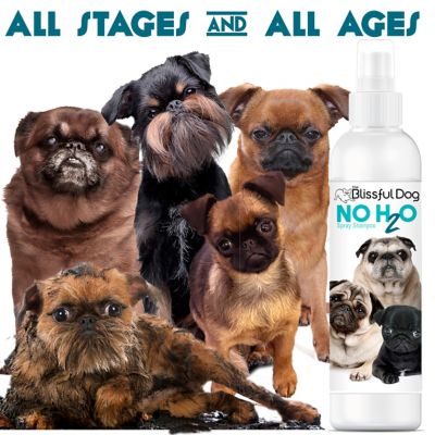 Image showing 5 th The Blissful Dog No H2O Spray Pet Shampoo