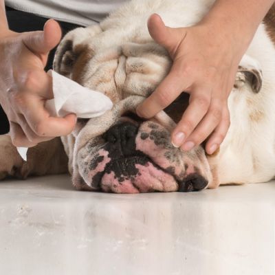 Image showing  Fresh Face Wash Dog Spray, 8 oz.