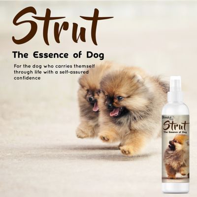 Image showing  Strut Canine Cologne