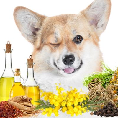 Image showing  First Sniff Canine Cologne