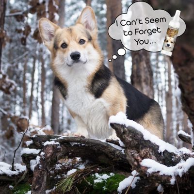 Image showing  First Sniff Canine Cologne