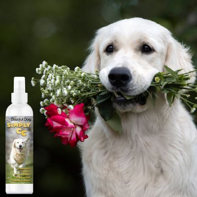 Image showing  Simply CC Canine Cologne, 8 oz.