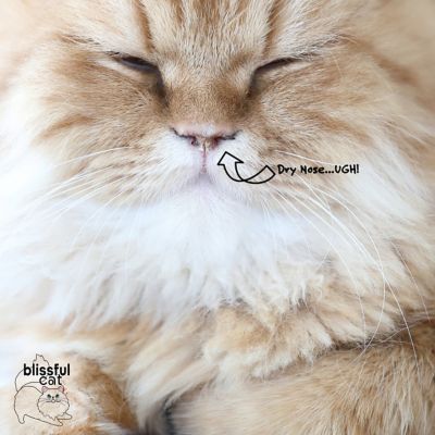 Image showing  Nose Butter for Cats, 2 oz. Tin