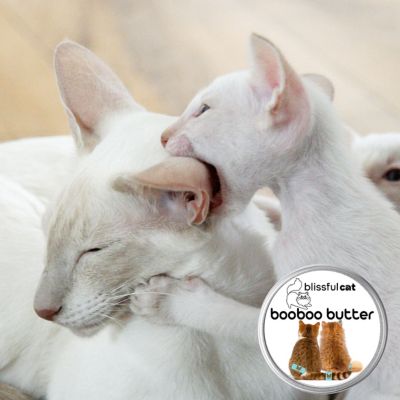 Image showing  Boo Boo Butter for Cats, 2 oz. Tin