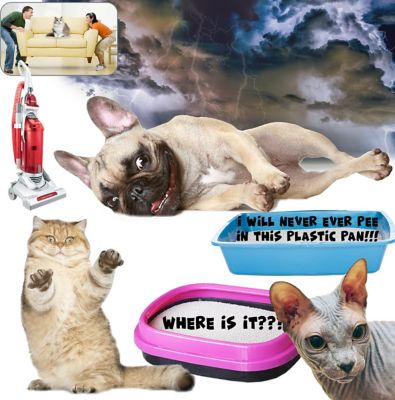 Image showing  Relax Cat Aromatherapy Spray