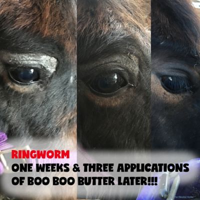 Image showing  Boo Boo Butter for Horses, 2.25 oz. Tube