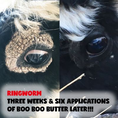Image showing  Boo Boo Butter for Horses, 4 oz. Tin