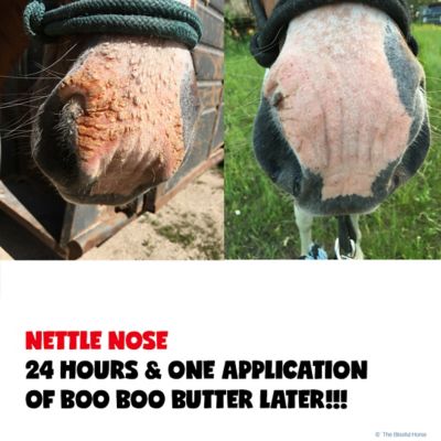 Image showing  Boo Boo Butter for Horses, 4 oz. Tin