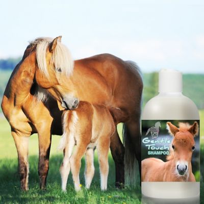 Image showing  Gentle Touch Horse Shampoo
