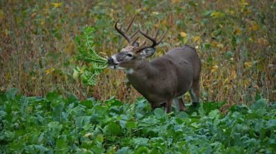 Image showing  Big Sexy Food Plot Mix - Big Gulp, BSFP24