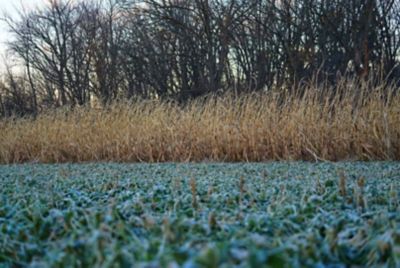 Image showing  Incognito Food Plot Mix, INCFP325