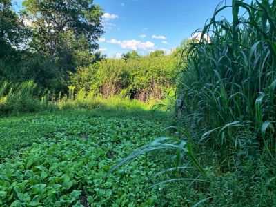 Image showing  Incognito Food Plot Mix, INCFP325