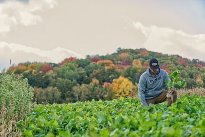 Image showing  Smack Down Food Plot Mix - Big Gulp, SDFP24