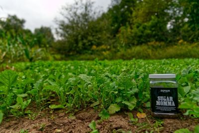 Image showing  Sugar Momma Food Plot Mix - Big Gulp, SMFP26