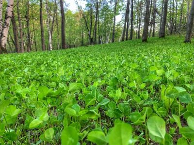 Image showing  Comeback Kid Food Plot Mix - Big Gulp, CBKFP30