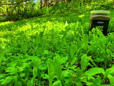 Image showing  Hot Chic Food Plot Mix - Big Gulp, HCFP24