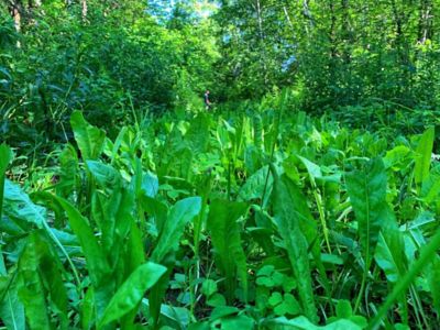 Image showing  Hot Chic Food Plot Mix - Big Gulp, HCFP24