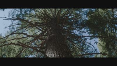 Image showing  Steel Log Saw Horse, Foldable and Adjustable, 10.5 in. Log Capacity