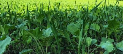 Image showing  Green Machine Food Plot Mix - Big Gulp, GMFP20